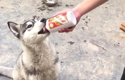 幼犬舔了高度白酒有事吗