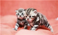 小猫多大母猫就不管了