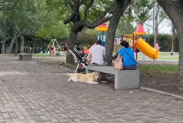 狗狗在公园玩疯了,为了不跟主人回家,跑去别处假装是别人家的狗 狗狗在公园玩疯了,为了不跟主人回家,跑去别处假装是别人家的狗