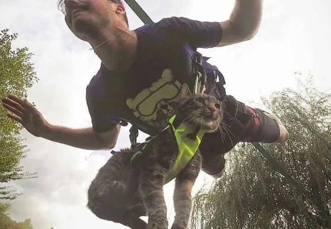 猫咪被领养后猫生开挂,跟主人一起上天下海还滑雪攀岩 猫咪被领养后猫生开挂,跟主人一起上天下海还滑雪攀岩