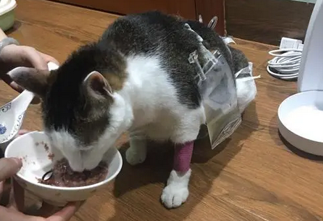 小猫尿不出来尿怎么办 小猫尿不出来尿怎么办