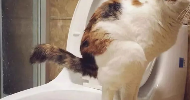 一个月小猫不拉屎怎么办
