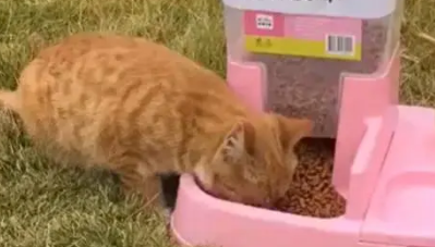 某物业给流浪猫准备了猫粮和水，行为特别的暖心，真是有心了