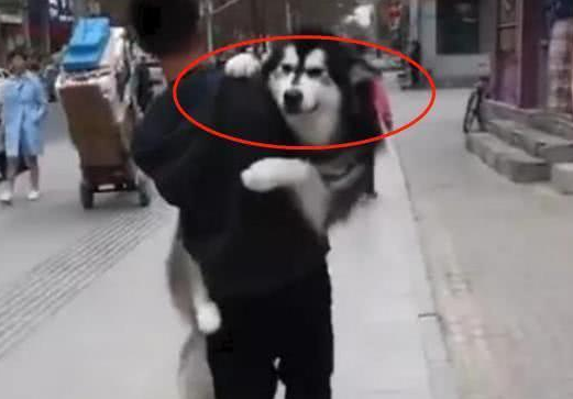 阿拉斯加“耍赖”不好好走路,主人一抱起它之后,露出这样的表情 阿拉斯加“耍赖”不好好走路,主人一抱起它之后,露出这样的表情