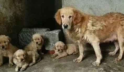 江苏阜宁回应狗场犬只声带被割:犬舍已拆除 犬只被领养 江苏阜宁回应狗场犬只声带被割:犬舍已拆除 犬只被领养