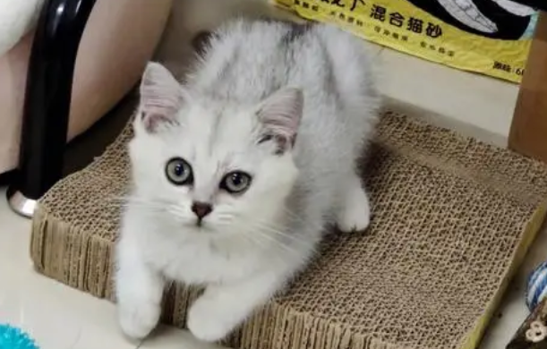 养猫省心还是养兔子省心 养猫省心还是养兔子省心
