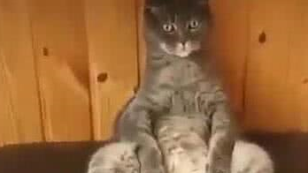 猫咪做完绝育后独守空房，铲屎的担心它想不开，推门一看这一幕
