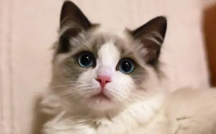 一万元的猫有哪几种