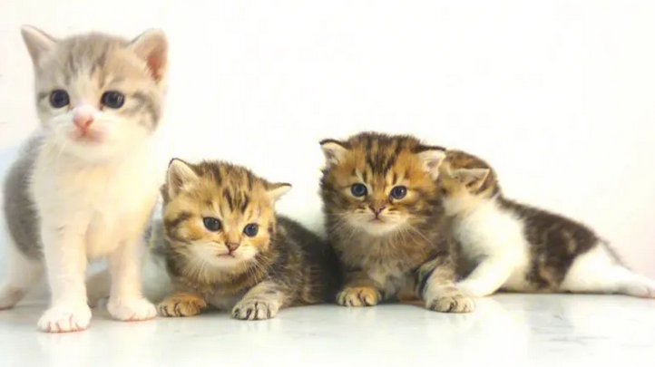巴西宠物猫狗数量全球第二 市场潜力大 巴西宠物猫狗数量全球第二 市场潜力大