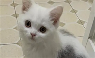 养猫能养紫掌花吗