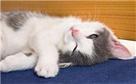 养猫有5大禁忌
