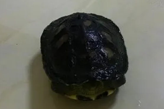 为什么看到乌龟害怕恶心 为什么看到乌龟害怕恶心