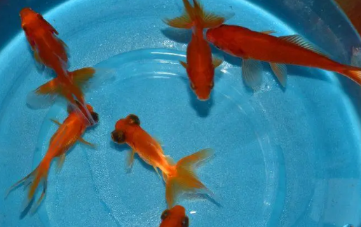家养金鱼几天喂一次食