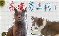 养猫穷三代的原因
