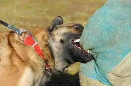 纪实：打死多次咬伤孩子的恶犬，被狗主人索赔2万：狗命比孩子值钱
