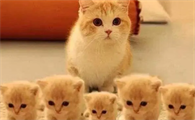 小猫几个月可以送人
