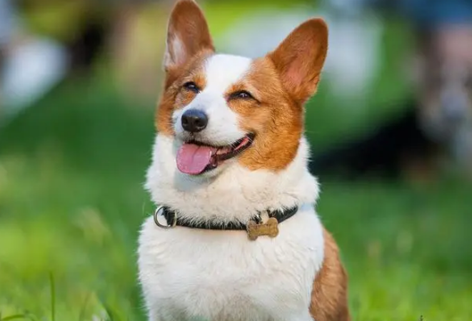 柯基犬怎样看纯不纯 柯基犬怎样看纯不纯