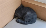 小猫社恐怎么办