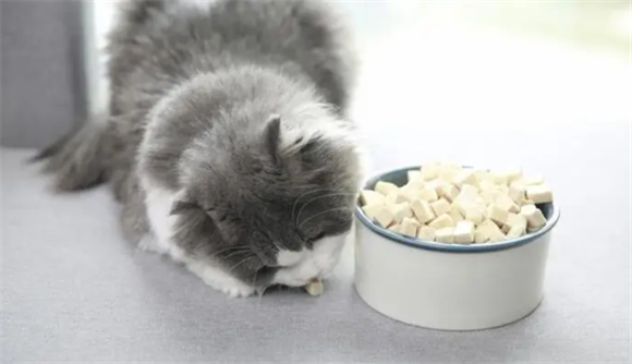 一个月的小猫吃什么 一个月的小猫吃什么