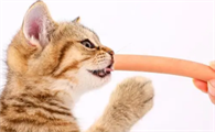 小猫可以吃火腿肠吗