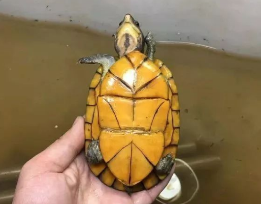 白唇蛋龟深水还是浅水养