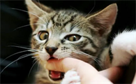 小猫几个月开始不咬人