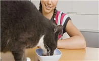 学生养猫的好处和坏处