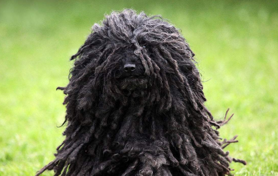 波利犬的日常护理 毛发经常系统的刷理 波利犬的日常护理 毛发经常系统的刷理