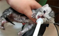 小猫生下来几天睁眼