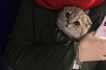猫咪第一次出门,躲在美女怀里好奇又害羞,网友:主人和猫我都要 猫咪第一次出门,躲在美女怀里好奇又害羞,网友:主人和猫我都要