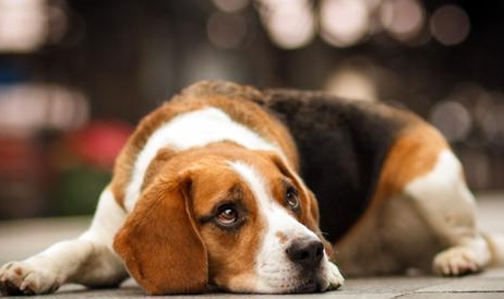 比格犬吃什么 喂幼犬狗粮为首选