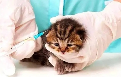 小猫多大打疫苗
