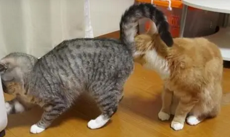 小猫怎么分公母图片 小猫怎么分公母图片