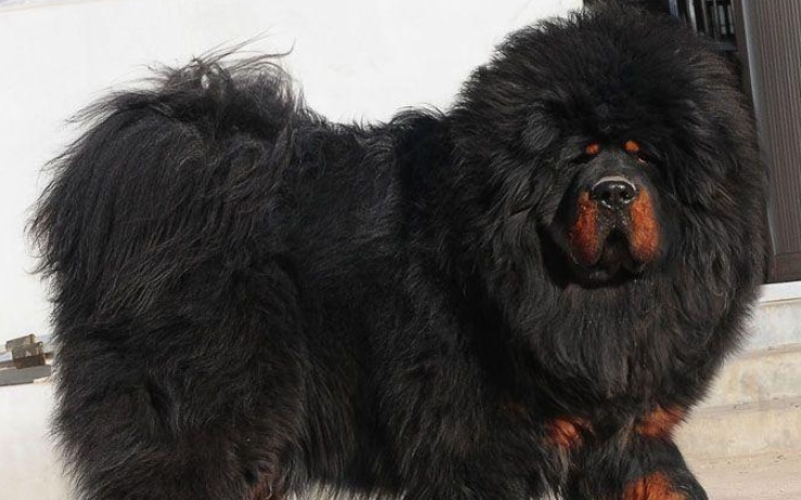 史上非常凶狠的犬—鬼獒