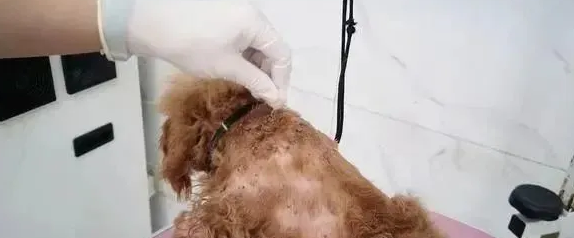 小狗身上有蜱虫用什么药可以杀死
