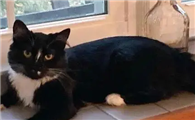 一关门猫就疯狂敲门怎么办