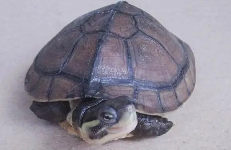 石龟多少钱一斤 石龟多少钱一斤