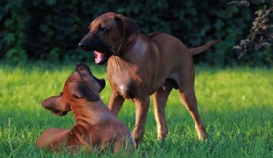 “这里有条狗”——罗得西亚脊背犬