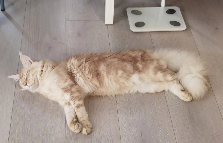 长尾巴的猫品种图片大全 长尾巴的猫品种图片大全