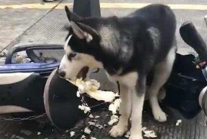陌生人找上门说哈士奇拆了它的车,看了视频后,真心无法反驳 陌生人找上门说哈士奇拆了它的车,看了视频后,真心无法反驳