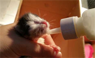 小猫刚出生多久会吃奶