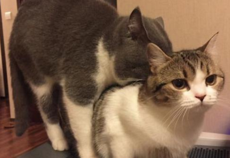 养公猫麻烦还是养母猫麻烦