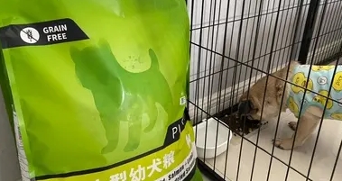 本秋狗粮—满足宠物狗的全方位需求 本秋狗粮—满足宠物狗的全方位需求