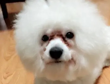 比熊去泪痕的最强方法