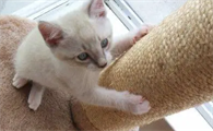 养猫也可以养的植物