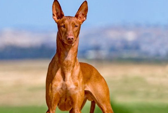 法老王猎犬的形态特征,该犬血统高贵 法老王猎犬的形态特征,该犬血统高贵