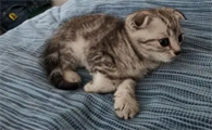 养猫成本