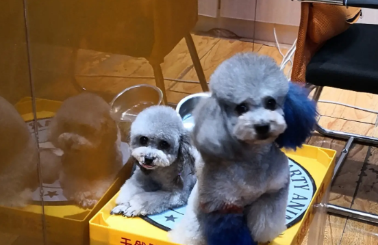 小区里游逛的流浪狗