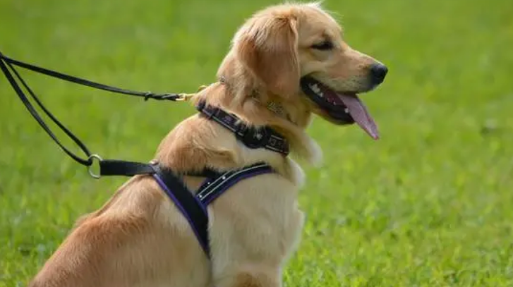 金毛犬出现这5种行为,可能是因为它太孤单了! 金毛犬出现这5种行为,可能是因为它太孤单了!