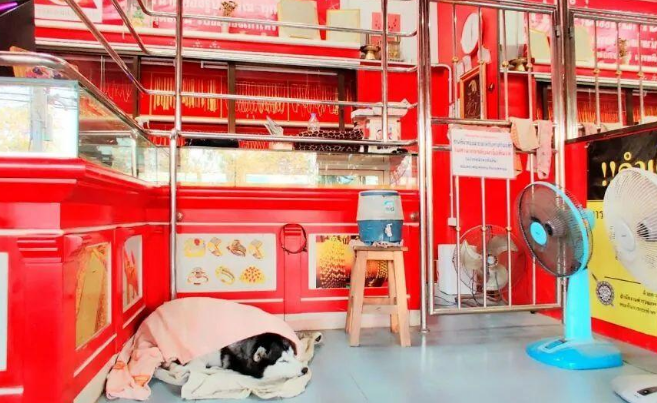 一金店假装被打劫,店主的哈士奇在门口睡得特香,对劫匪毫无反应 一金店假装被打劫,店主的哈士奇在门口睡得特香,对劫匪毫无反应